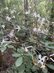 Rhododendron serrulatum