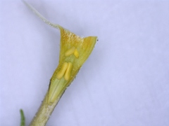 Jamesbrittenia argentea