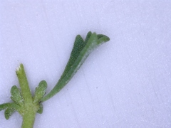 Jamesbrittenia argentea