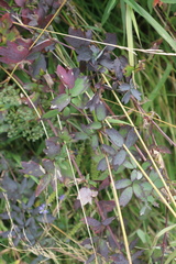 Thalictrum aquilegiifolium