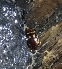 Platambus maculatus