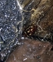 Platambus maculatus