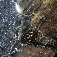 Platambus maculatus