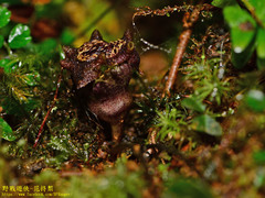 Asarum ampulliflorum