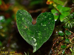 Asarum ampulliflorum
