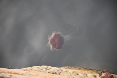 Cyanea capillata image