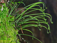 Haplopteris flexuosa