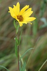 Helianthus nuttallii
