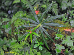 Paris polyphylla stenophylla