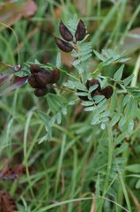 Astragalus neglectus