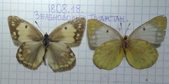 Colias myrmidone