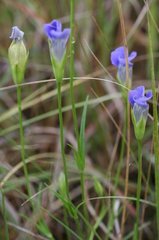 Gentianopsis macounii