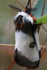 Hemileuca nevadensis