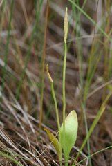 Ophioglossum pusillum