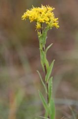 Solidago rigida humilis