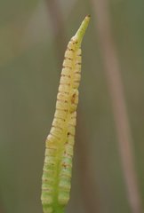 Ophioglossum pusillum