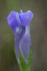 Gentianopsis macounii