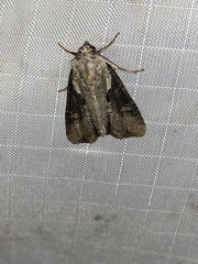 Lateroligia ophiogramma