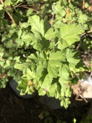Ribes viscosissimum