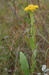 Solidago rigida humilis