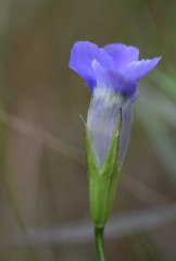 Gentianopsis macounii