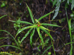 Paris polyphylla stenophylla