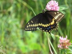 Papilio brevicauda