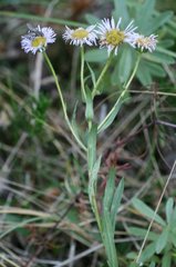 Erigeron glabellus