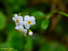 Trigonotis formosana elevatovenosa