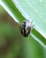 Neottiglossa pusilla