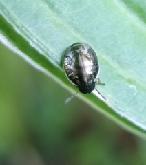 Neottiglossa pusilla