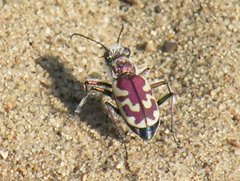 Cicindela lengi