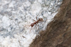 Polyergus rufescens