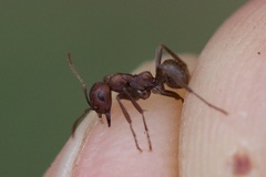 Polyergus rufescens