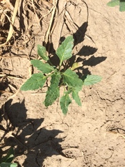Solanum nitidibaccatum