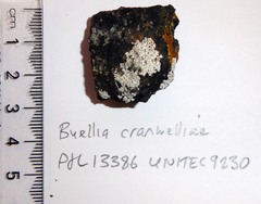 Buellia cranwelliae image