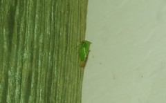 Stictocephala militaris