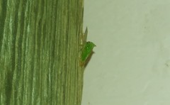 Stictocephala militaris