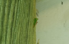 Stictocephala militaris