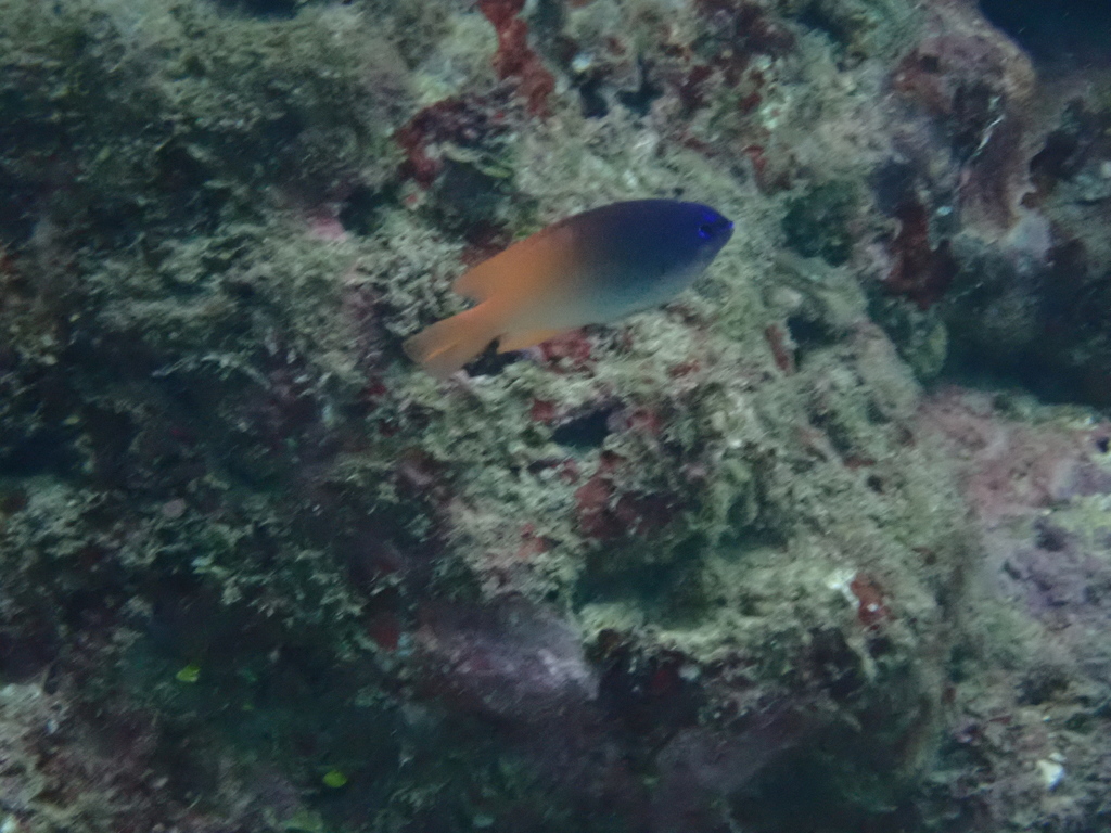 King Damselfish