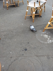 Columba livia domestica