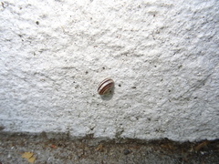 Otala lactea