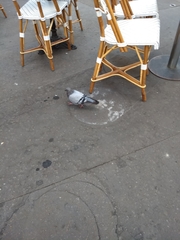 Columba livia domestica