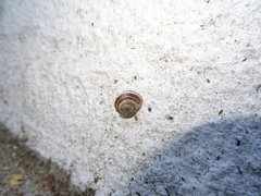 Otala lactea
