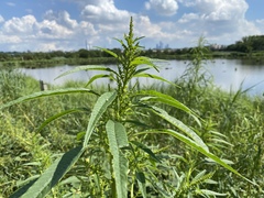Amaranthus cannabinus