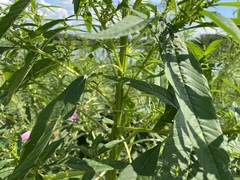 Amaranthus cannabinus