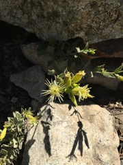 Silene parishii