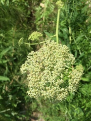Cnidium cnidiifolium