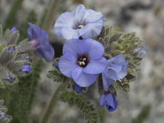 Polemonium eximium