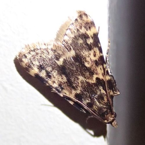 Aglossa caprealis